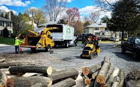 Professional Tree Services in Marshalltown, IA