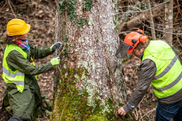 Tree and Shrub Care in Marshalltown, IA